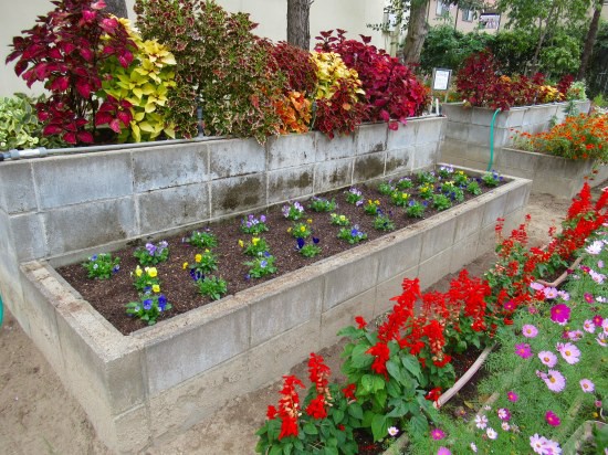 あれこれ悩んで ビオラの植え付けを 花好きおばあさんの 園芸ボランティア日記