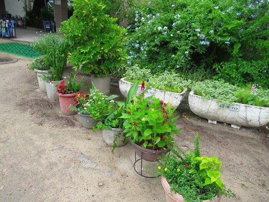 簡単寄せ植え やっぱり続く根切り虫の被害 花好きおばあさんの 園芸ボランティア日記