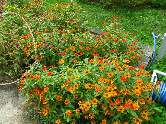 こぼれ種で生えた紅いサルビアがかわいいのですよ 花好きおばあさんの 園芸ボランティア日記