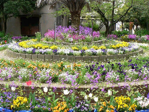 今 学校花壇は 白 白 白 花好きおばあさんの 園芸ボランティア日記