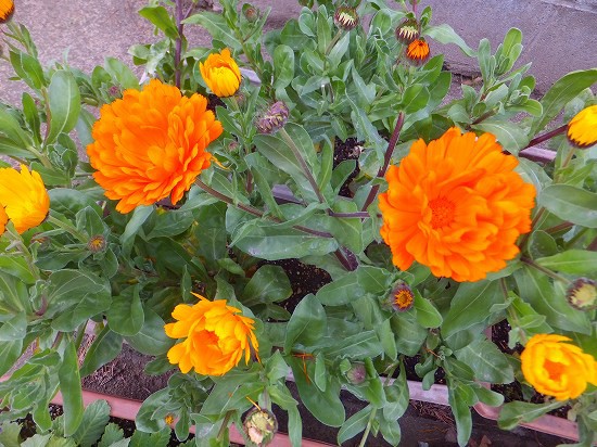 キンセンカの花が いっぱい O 花好きおばあさんの 園芸ボランティア日記