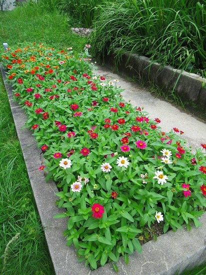 明日は いよいよ梅雨明けかな 花好きおばあさんの 園芸ボランティア日記