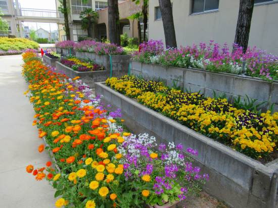 学校中 ピンクの シレネだらけ O 花好きおばあさんの 園芸ボランティア日記