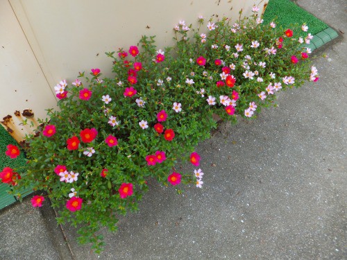 ポーチュラカの切り戻し その後 花好きおばあさんの 園芸ボランティア日記