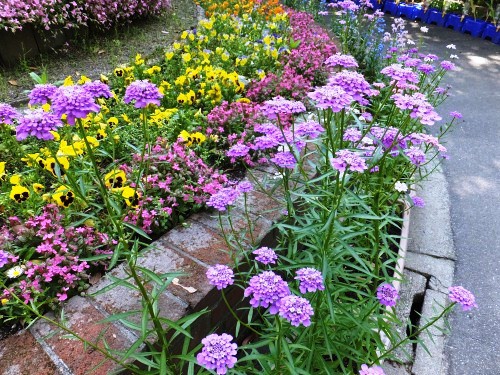 イベリスキャンディタフト シナワスレナグサが咲いたよ 花好きおばあさんの 園芸ボランティア日記