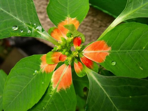 サマーポインセチアが やって来たよ 種蒔き 花好きおばあさんの 園芸ボランティア日記