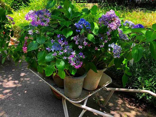 紫陽花の移植したよ 花好きおばさんの 園芸ボランティア日記