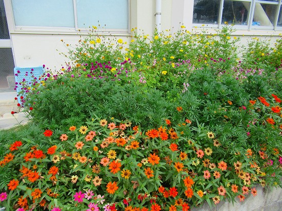 学校花壇の１年を振り返って ９月下旬 花好きおばあさんの 園芸ボランティア日記