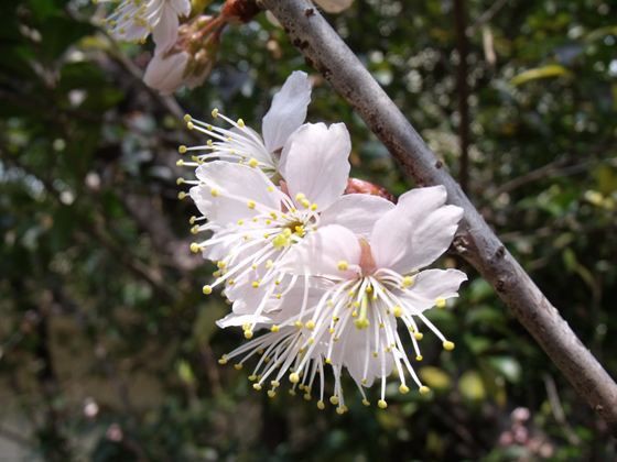 暖地桜桃の花が咲きました 花好きおばあさんの 園芸ボランティア日記