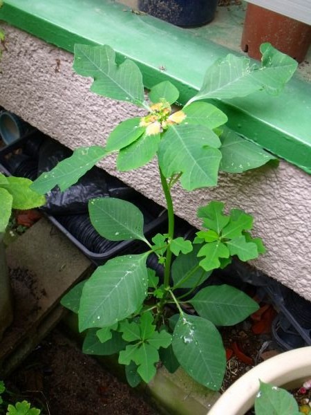 サマーポインセチアが やって来たよ 種蒔き 花好きおばあさんの 園芸ボランティア日記