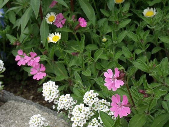 チューリップ シレネ二種 花好きおばあさんの 園芸ボランティア日記