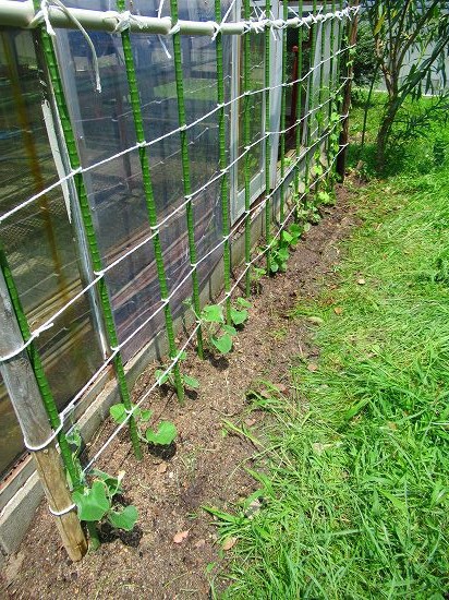 明日は いよいよ梅雨明けかな 花好きおばあさんの 園芸ボランティア日記
