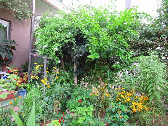 モッコウバラの剪定と 野草たち 花好きおばあさんの 園芸ボランティア日記