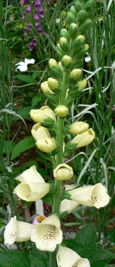 ジキタリス いろいろ フランネルフラワー 花好きおばあさんの 園芸ボランティア日記