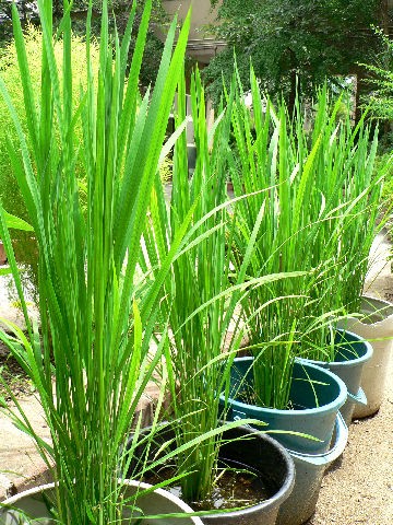 ヘチマ 稲 柳唐綿 花好きおばあさんの 園芸ボランティア日記