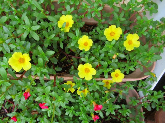 ポーチュラカの挿し芽したよ 花好きおばあさんの 園芸ボランティア日記