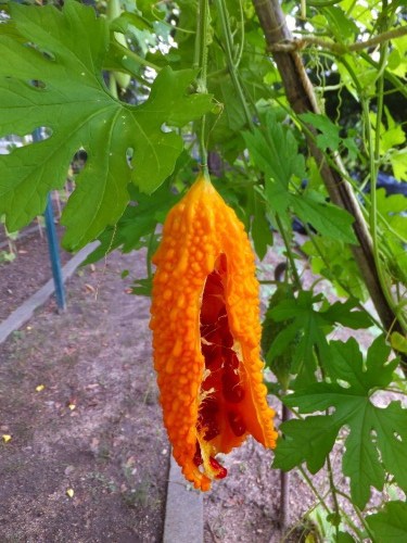 ゴーヤが爆発 へちまでたわし 花好きおばあさんの 園芸ボランティア日記