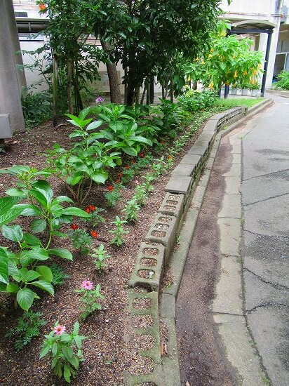 ハマボウ 木立ベゴニア 紫陽花の剪定 アガパンサス 花好きおばあさんの 園芸ボランティア日記