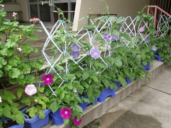 子供たちの朝顔 球根の掘り起し 花好きおばあさんの 園芸ボランティア日記