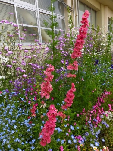 千鳥草が咲いたよ 種まき苗の生長は 花好きおばあさんの 園芸ボランティア日記 千鳥草が咲いたよ 種まき苗の生長は 花好きおばあさんの 園芸ボランティア日記
