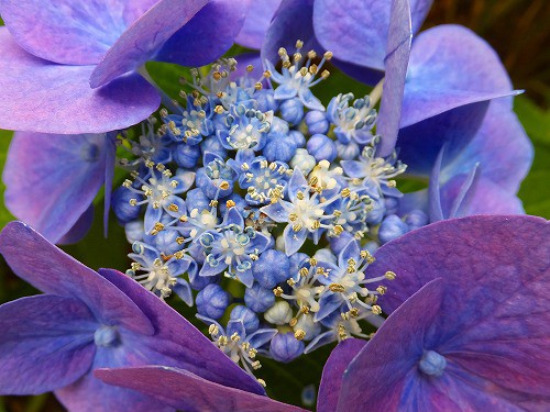 紫陽花の 真花と装飾花 花好きおばあさんの 園芸ボランティア日記