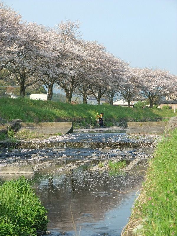 花見 草場川の桜並木 バリアフリー情報 Kenjiのブログ３冊目