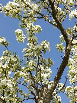 梨の花とアケビの花が満開です 田んぼと遊ぶ
