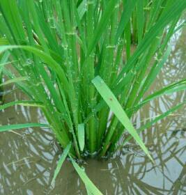 ヒメタニシ 田んぼと遊ぶ