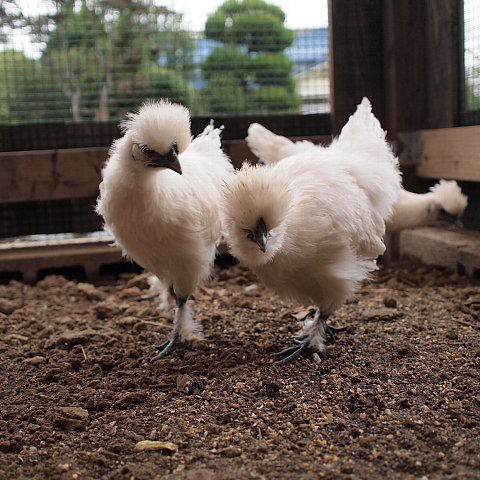 鳥小屋作り はたぶろ