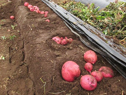 実践 ジャガイモのマルチ栽培 はたぶろ