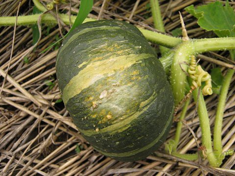 カボチャの日焼け対策 はたぶろ