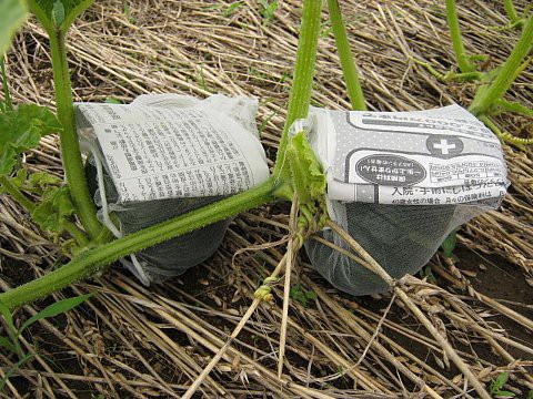 かぼちゃ 日焼け ストア 防止 テープ