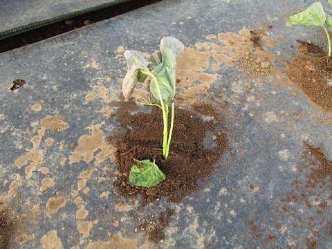サツマイモ栽培 苗の準備 植え付け はたぶろ