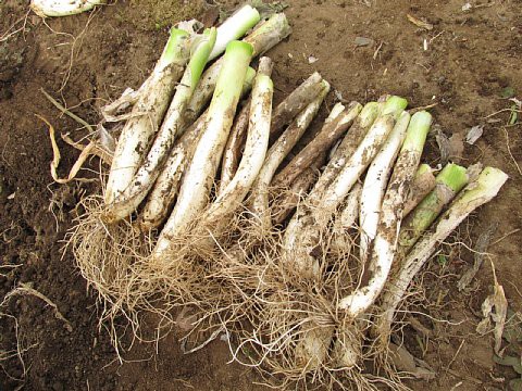 とう立ちした長ネギの切り戻し はたぶろ