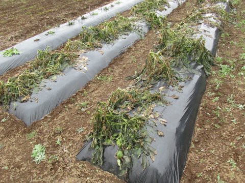 実践 ジャガイモのマルチ栽培 はたぶろ 実践 ジャガイモのマルチ栽培 はたぶろ
