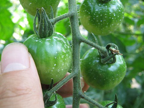 トマトの尻腐れ病対策 はたぶろ