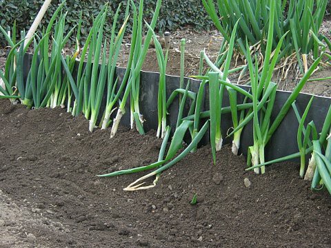 分けつした長ネギの植え付け はたぶろ