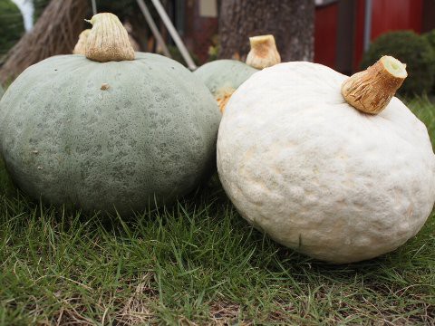 雪化粧 南瓜 の収穫 はたぶろ