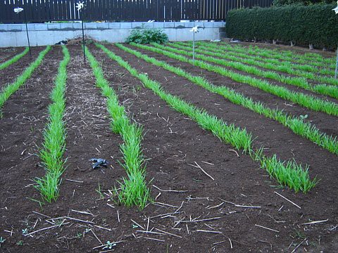 麦の発芽とにんにく栽培 はたぶろ