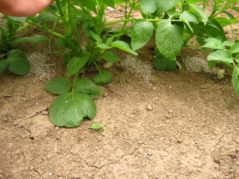 じゃがいも 追肥と土寄せなど はたぶろ