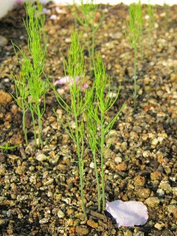 アスパラガス発芽 はたぶろ