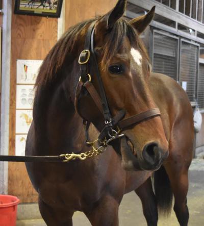 訃報 米種牡馬エンパイアメーカーが死亡 競馬公民館