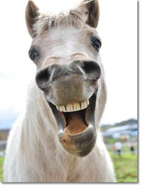 種牡馬 一気に成功種牡馬ゴールドシップ 競馬公民館