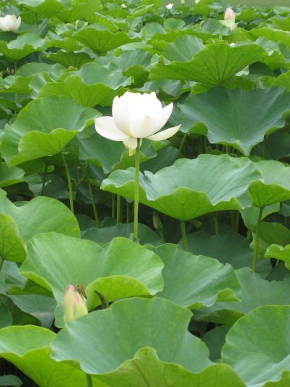 蓮の花が開花しました 蘇州はハオチー