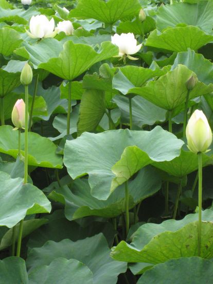 蓮の花が開花しました 蘇州はハオチー