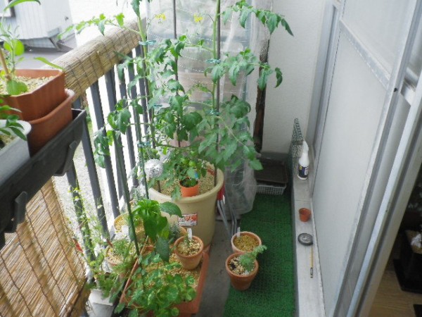 コバエ対策 ニームオイル散布のその後 ついでにベランダ菜園全景のご紹介 Hybrid Force