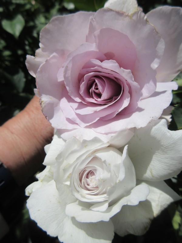 オールドローズの一季咲きの夏剪定 東京同窓会の案内 最終章 今日の一句 薔薇の香りに誘われて