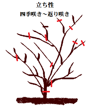 半つる性 シュラブ のバラの剪定 バラの1年を振り返って Ht No 2 ガブリエル 水晶で浄化 薔薇の香りに誘われて