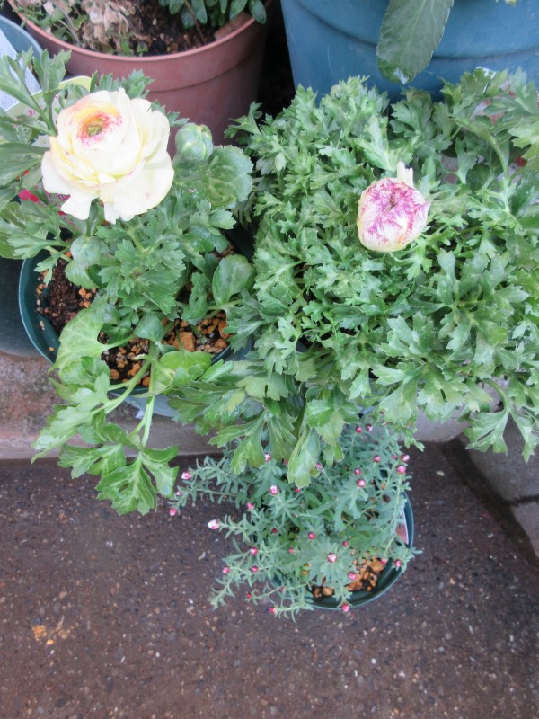 花苗の植え替え 多肉の挿し木 バラの1年を振り返って Fl No 10 あおい No 11 ファーストキッス アリオで展示会 薔薇 の香りに誘われて