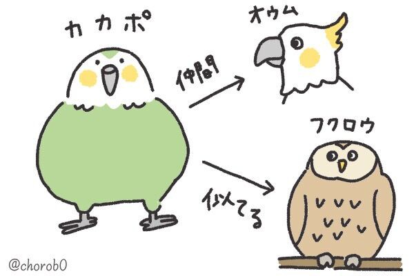 もふもふ 不思議な飛べない鳥 カカポ の５つの特徴をイラストで紹介 カカポの森